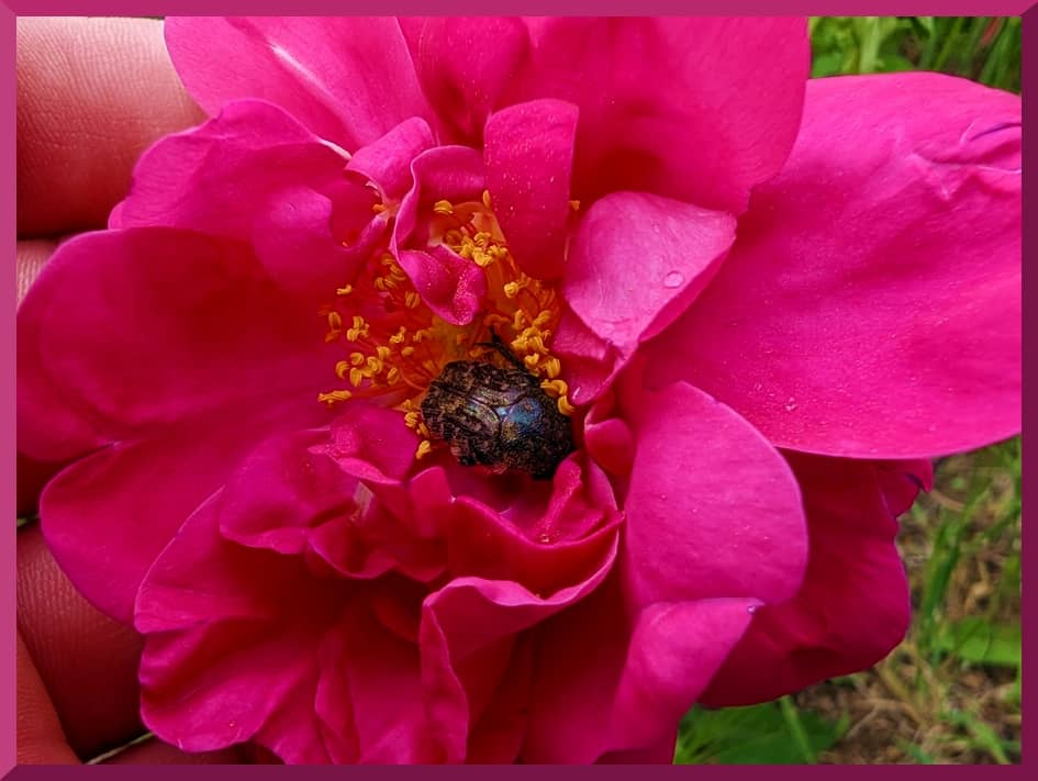 Une rose centifolia butinée par une cétoine cuivrée